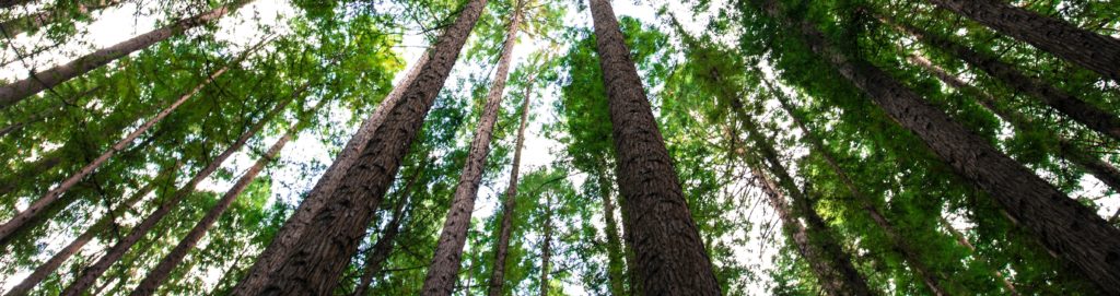 Forest trees