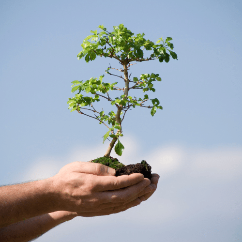 Tree in hands